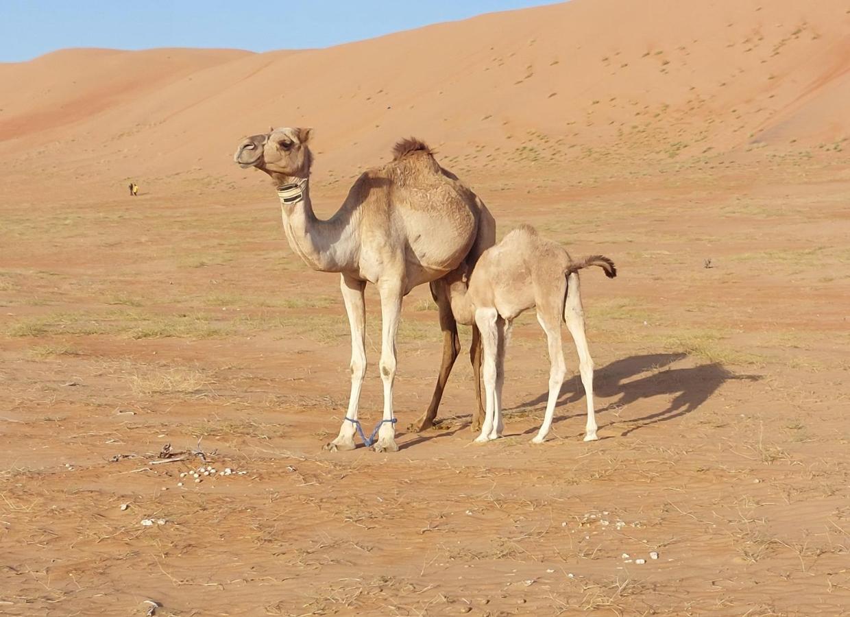 Delight Desert Camp Al Wasil Екстер'єр фото
